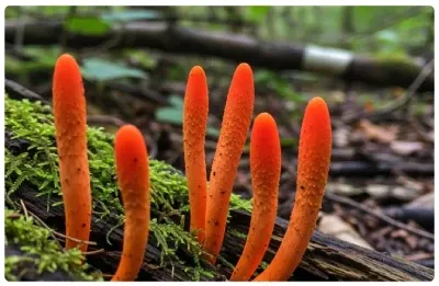 imgi_31_ingredient_1