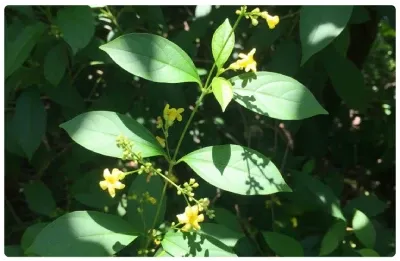 imgi_33_ingredient_3