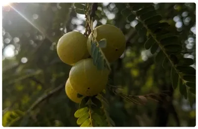 imgi_34_glucotrust_bites_ingredient_4